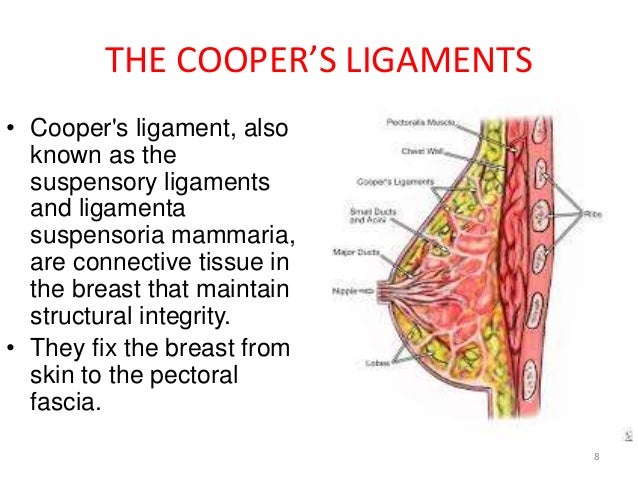suspensory ligament of the breast Opw bottom loader